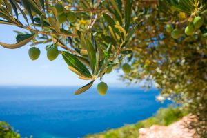 Dieta mediterránea olivos mar